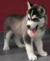 Dog web 1_tiny